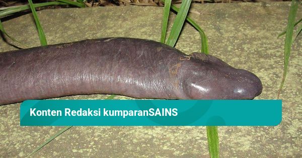 külot va cum bilan porno tomosha